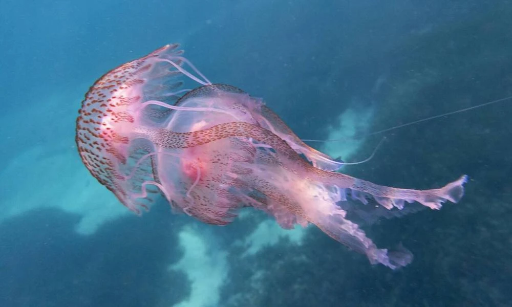 Παγώνη: Τι να κάνουμε αν μας τσιμπήσει μωβ μέδουσα